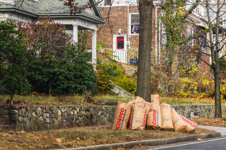 Hopefully the last of the leaves packed away into bags awaiting curbside pickup. November 26, 2015.