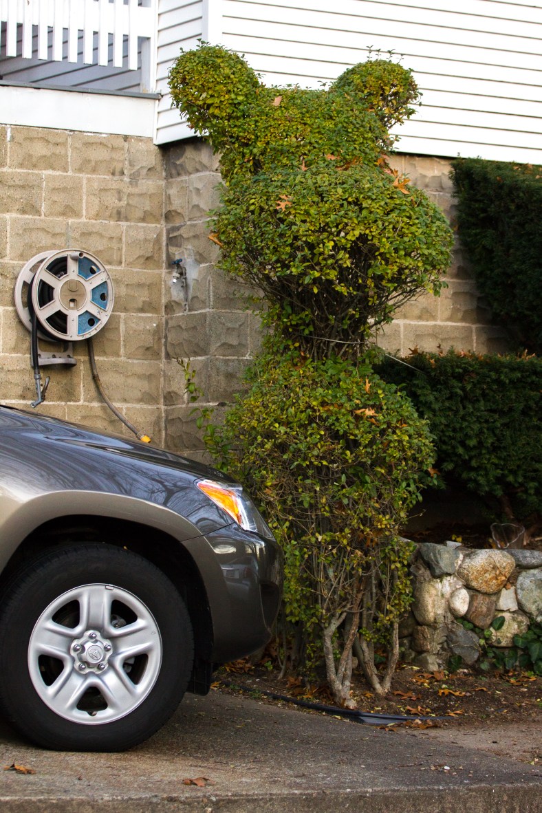 Topiary on Newland Road. November 18, 2013.