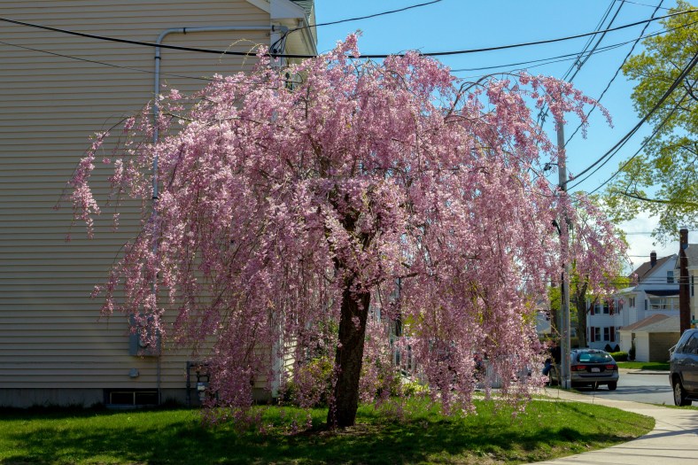 The colors of Spring along Lake Street. April 26, 2013.