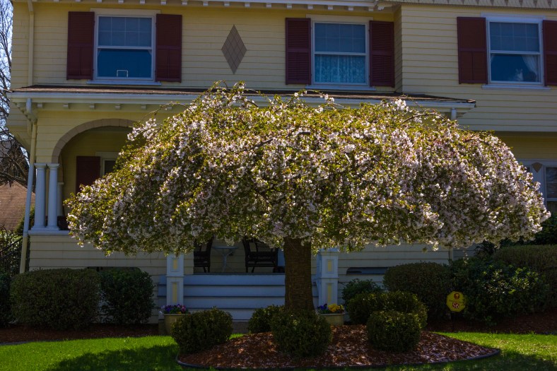 An umbrella-shaped tree starting to bloom in the front yard of a Gray Street home. April 26, 2013.