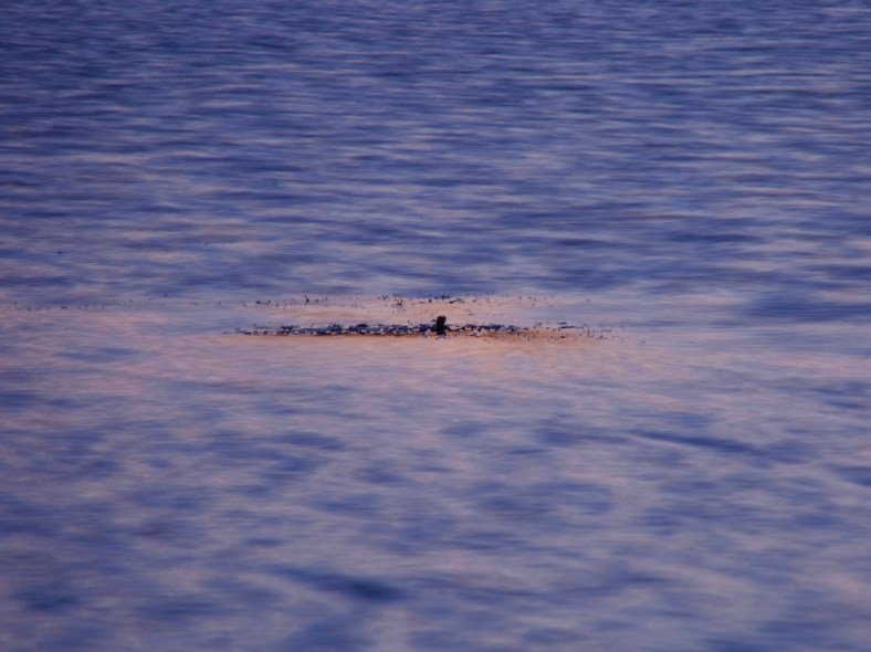The shadow of plat matter on the placid surface of the Arlington Reservoir. June 29, 2010.